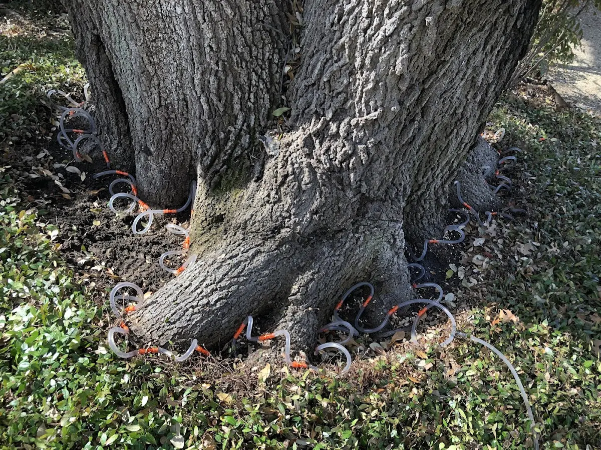 Detailed Tree Cabling and Bracing job site in Rutland